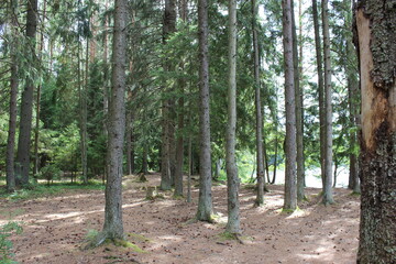 forest in the morning