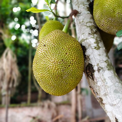 Asian summer fruit named Jackfruit scientific name Artocarpus heterophyllus
