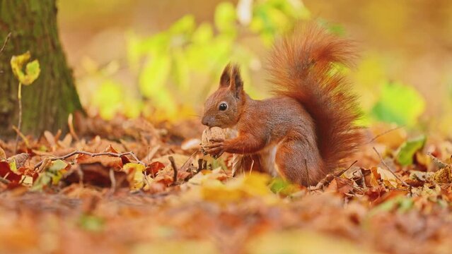 A red squirrel funny twists a nut in an autumn park