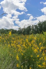 A vibrant field of yellow wildflowers under a partly cloudy sky in a lush green landscape.