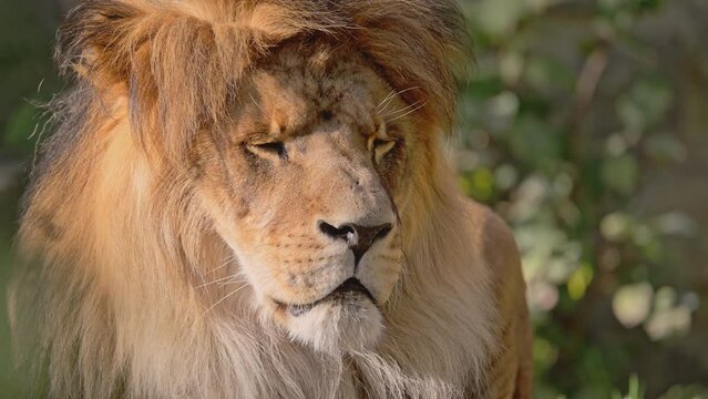 Portrait of a Beautiful lion resting in the sunlight. 4K Slow motion video.