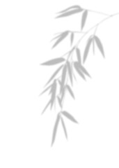 Blurred grey Bamboo leaves isolated  background, featuring nature, tree, zen, and Asian theme. Hand draw.