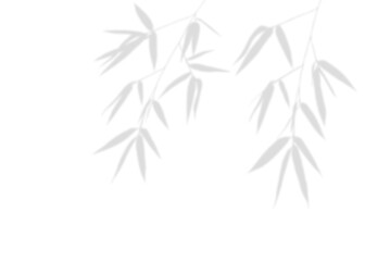 This image shows isolated grey bamboo Silhouette blurred on a separate background with olive leaves and branches shadows, perfect for nature themed designs.