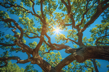 Fototapeta premium Sunlight filters through the canopy of lush green leaves, casting a warm glow on the twisting branches of majestic trees against a clear blue sky