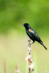 red winged blackbird