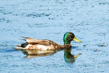 duck on the water