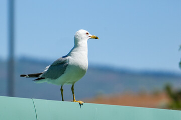 seagull on the pier
