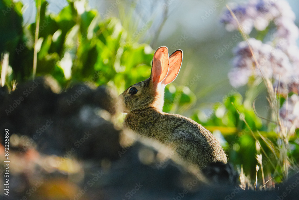 Wall mural rabbit in the forest