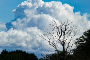 clouds and trees