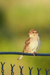 sparrow on a wire