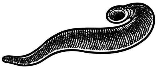 medicinal leech sketch engraving PNG illustration. T-shirt apparel print design. Scratch board imitation. Black and white hand drawn image.
