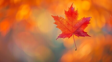 Fototapeta premium Single maple leaf in autumn colors. Stunning fall foliage with a single red maple leaf in the foreground.