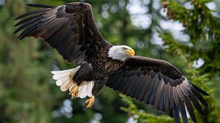 Bald eagle in flight - majestic bird of prey. Stunning image of a bald eagle in flight with outstretched wings, showcasing its powerful presence and captivating beauty.