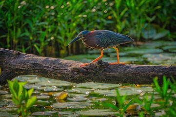 Heron perched on a log over a pond with lily pads and lush greenery in the background