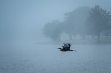 Heron flying over a misty lake with blurred trees in the background