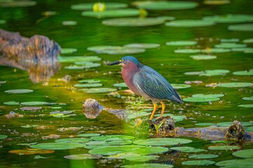 Colorful heron standing on a log in a pond surrounded by lily pads and green foliage