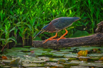 Vibrant green heron perched on a log over a pond with lily pads and lush green foliage