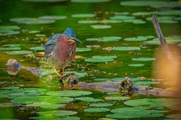 Colorful bird standing on a log in a pond surrounded by lily pads on a sunny day