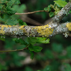 Lichen on a tree branch with differential focus