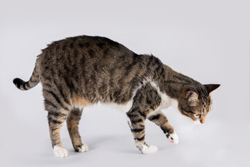 Side view profile of curious striped cat walking and looking down attentive isolated on white background with copy space.