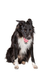 Obraz premium Full length portrait of tired purebred Border Collie dog yawning isolated on white background with copy space. Bored black and white lazy puppy pet sitting down.