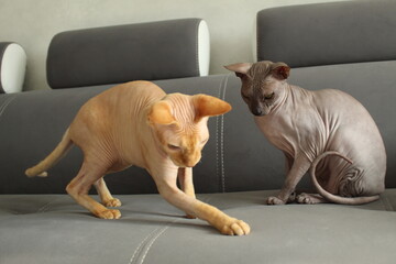 Two playing cats, an adult and a Sphynx kitten on the floor. The concept of adopting a new pet