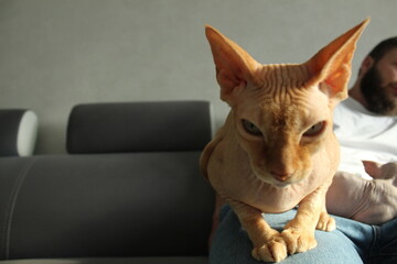 Cat on your lap. Sphinx cat with predatory gaze close-up with space for copyspace text