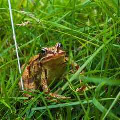 The common frog or grass frog (Rana temporaria)