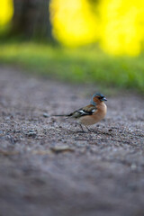 High quality photo of an eurasian chaffinch 