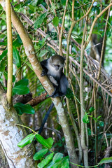 Colobus monkey at Jozani forest. Zanzibar, Tanzania