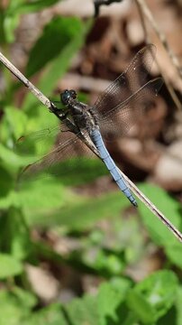 L&iacute;belula azul Orthetrum chrysostigma moviendo el abdomen sobre un palo y sale volando con pirueta, Alcoy, Espa&ntilde;a