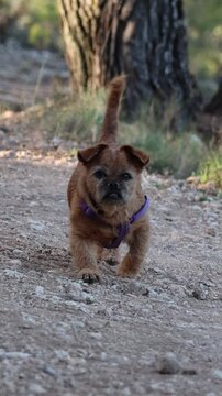Perrita con 12 a&ntilde;os corriendo a su ritmo durante paseo en la senda de monta&ntilde;a, Alcoy, Espa&ntilde;a