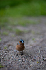 High quality photo of an eurasian chaffinch 