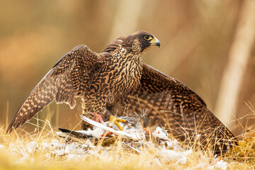 female Peregrine falcon (Falco peregrinus) with the catch