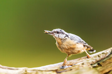 Eurasian nuthatch, (Sitta europaea) with a seed in its beak