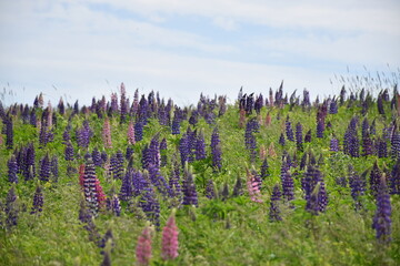 A field of lupine flowers, Prince Edward Island, Canada