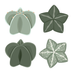 Set of succulent astrophytum myriotigma