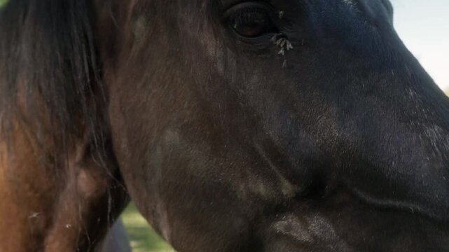 A swarm of flies land on a horse's eyes. The horse blinks and shakes its head to shoo away the pesky flies. The insects are a nuisance for livestock in the pasture.