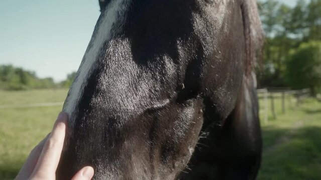 A man pets a horse's muzzle with his hand. The friendly horse trustingly allows itself to be petted. Human-animal interaction.