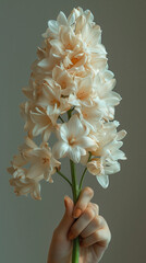 White hyacinth flower bridal bouquet held by person with white skin, hand holding single flower, minimalism