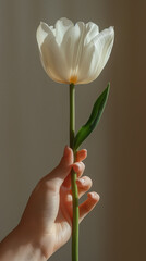 White tulip Dutch flower held by person with white skin, hand holding single flower, romantic minimalism