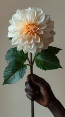 White dahlia flower with green leaves held by person with dark skin, hand holding single flower, romantic minimalism