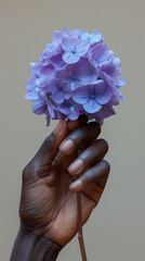 Lilac flower held inside hand of African person, spring floral gift idea, dark skin against grey background, floral minimalism