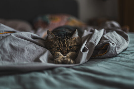 Relaxed cat lays on a bed with linens. Cozy home concept.