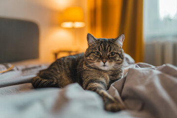 Naklejka premium Relaxed cat lays on a bed with linens. Cozy home concept.
