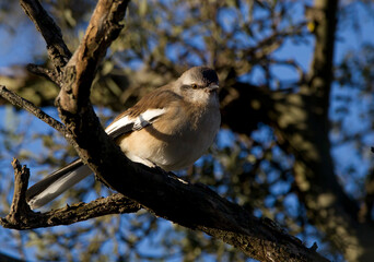 Calandra larks peeking through the branches of a tree