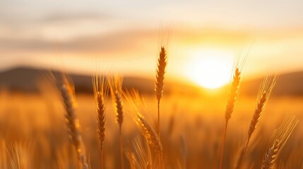 Obraz premium Serene Scene of Golden Wheat Field Under Sunset