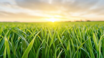 Fototapeta premium Serene Scene of Vast Field with Tall Green Grass and Sunset