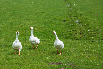 Three curious geese in the meadow.