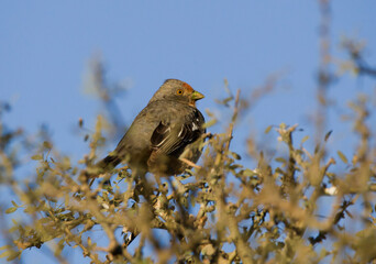 Small bird ( cortaramas ) perching on the top of the tree